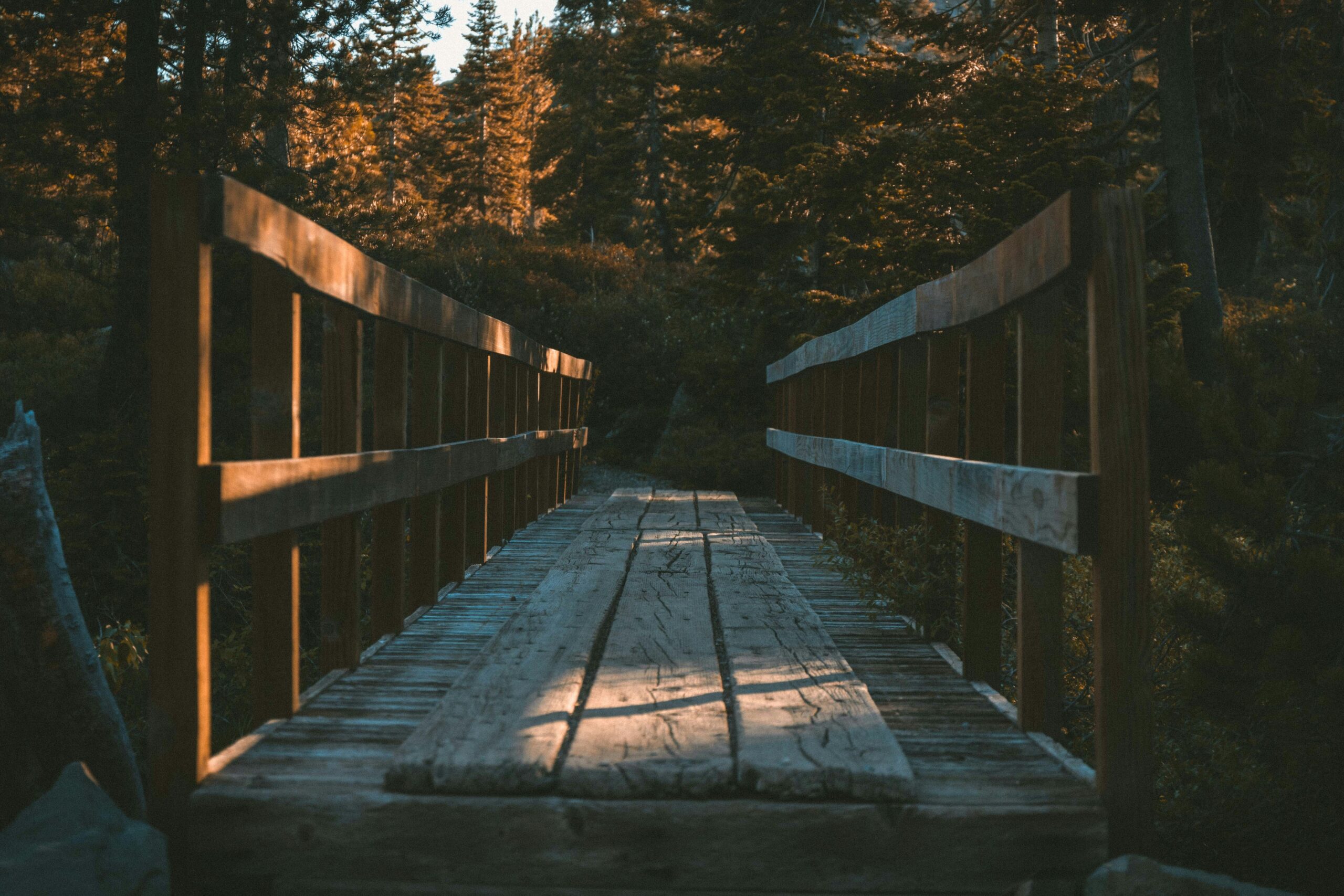 Wooden bridge in shady forest